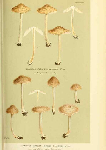 Reproducción/Reproduction 8722243199: Illustrations of British Fungi (Hymenomycetes), to serve as an atlas to the ""Handbook of British Fungi"".. LondonWilliams and Norgate1881-91