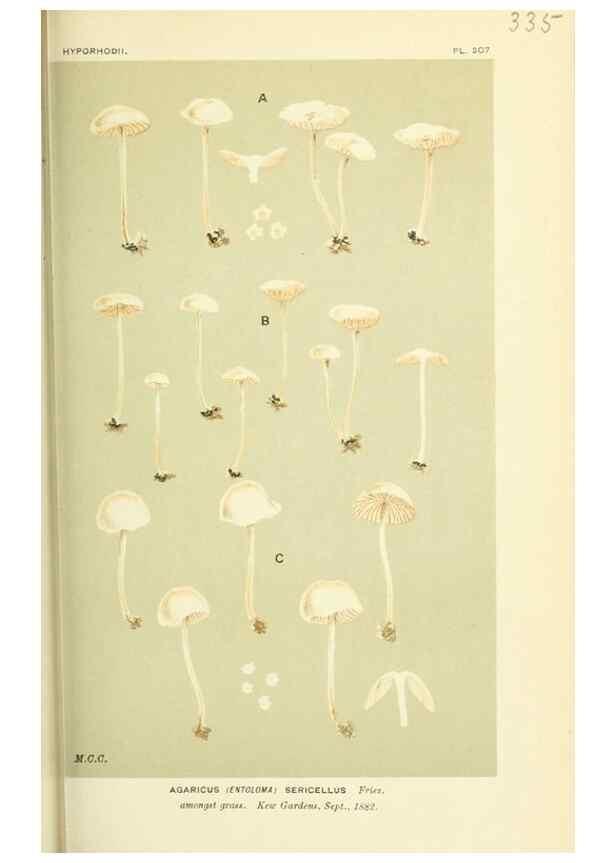 Reproducción/Reproduction 8722243545: Illustrations of British Fungi (Hymenomycetes), to serve as an atlas to the ""Handbook of British Fungi"".. LondonWilliams and Norgate1881-91