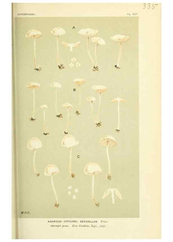 Reproducción/Reproduction 8722243545: Illustrations of British Fungi (Hymenomycetes), to serve as an atlas to the ""Handbook of British Fungi"".. LondonWilliams and Norgate1881-91