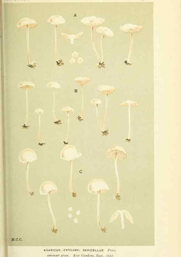 Reproducción/Reproduction 8722243545: Illustrations of British Fungi (Hymenomycetes), to serve as an atlas to the ""Handbook of British Fungi"".. LondonWilliams and Norgate1881-91