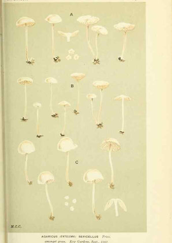 Reproducción/Reproduction 8722243545: Illustrations of British Fungi (Hymenomycetes), to serve as an atlas to the ""Handbook of British Fungi"".. LondonWilliams and Norgate1881-91