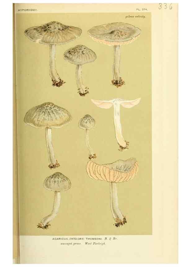 Reproducción/Reproduction 8722243935: Illustrations of British Fungi (Hymenomycetes), to serve as an atlas to the ""Handbook of British Fungi"".. LondonWilliams and Norgate1881-91