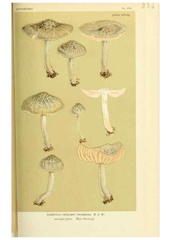 Reproducción/Reproduction 8722243935: Illustrations of British Fungi (Hymenomycetes), to serve as an atlas to the ""Handbook of British Fungi"".. LondonWilliams and Norgate1881-91