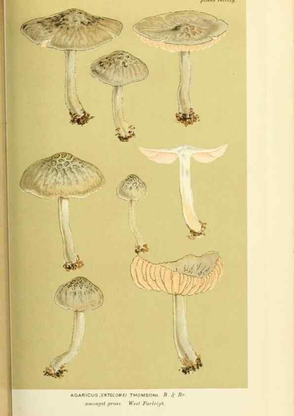 Reproducción/Reproduction 8722243935: Illustrations of British Fungi (Hymenomycetes), to serve as an atlas to the ""Handbook of British Fungi"".. LondonWilliams and Norgate1881-91