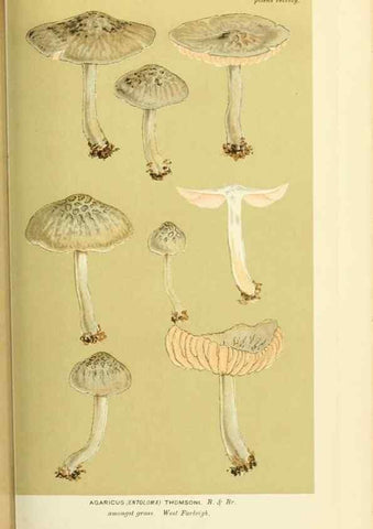 Reproducción/Reproduction 8722243935: Illustrations of British Fungi (Hymenomycetes), to serve as an atlas to the ""Handbook of British Fungi"".. LondonWilliams and Norgate1881-91