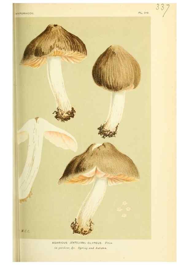 Reproducción/Reproduction 8723363886: Illustrations of British Fungi (Hymenomycetes), to serve as an atlas to the ""Handbook of British Fungi"".. LondonWilliams and Norgate1881-91