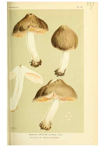 Reproducción/Reproduction 8723363886: Illustrations of British Fungi (Hymenomycetes), to serve as an atlas to the ""Handbook of British Fungi"".. LondonWilliams and Norgate1881-91