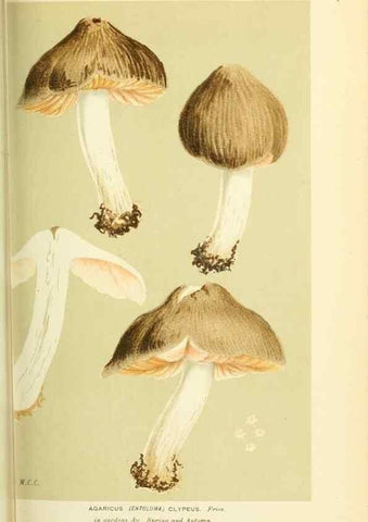 Reproducción/Reproduction 8723363886: Illustrations of British Fungi (Hymenomycetes), to serve as an atlas to the ""Handbook of British Fungi"".. LondonWilliams and Norgate1881-91