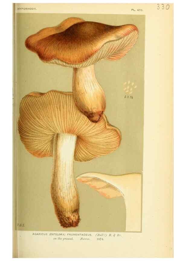 Reproducción/Reproduction 8723361568: Illustrations of British Fungi (Hymenomycetes), to serve as an atlas to the ""Handbook of British Fungi"".. LondonWilliams and Norgate1881-91