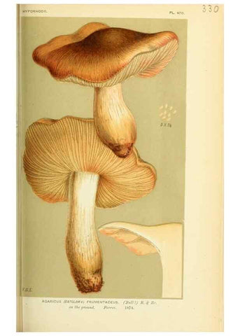 Reproducción/Reproduction 8723361568: Illustrations of British Fungi (Hymenomycetes), to serve as an atlas to the ""Handbook of British Fungi"".. LondonWilliams and Norgate1881-91