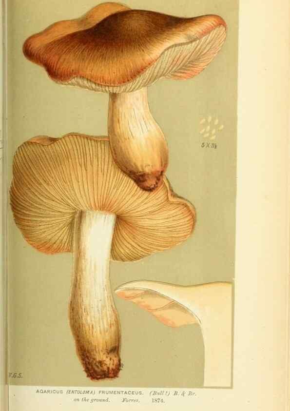 Reproducción/Reproduction 8723361568: Illustrations of British Fungi (Hymenomycetes), to serve as an atlas to the ""Handbook of British Fungi"".. LondonWilliams and Norgate1881-91
