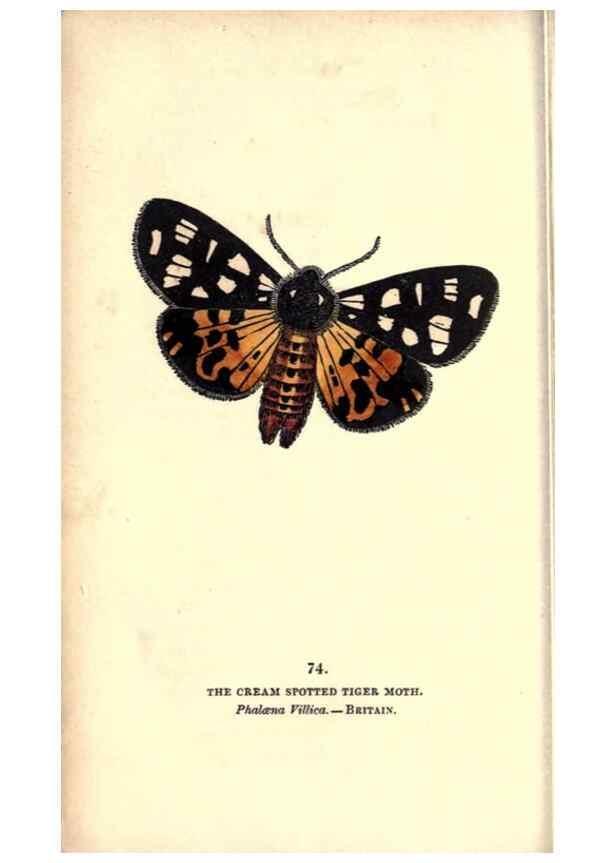 Reproducción/Reproduction 8717745374: The book of butterflies, sphinxes and moths;. London,Whittaker,1832-34.