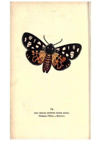 Reproducción/Reproduction 8717745374: The book of butterflies, sphinxes and moths;. London,Whittaker,1832-34.