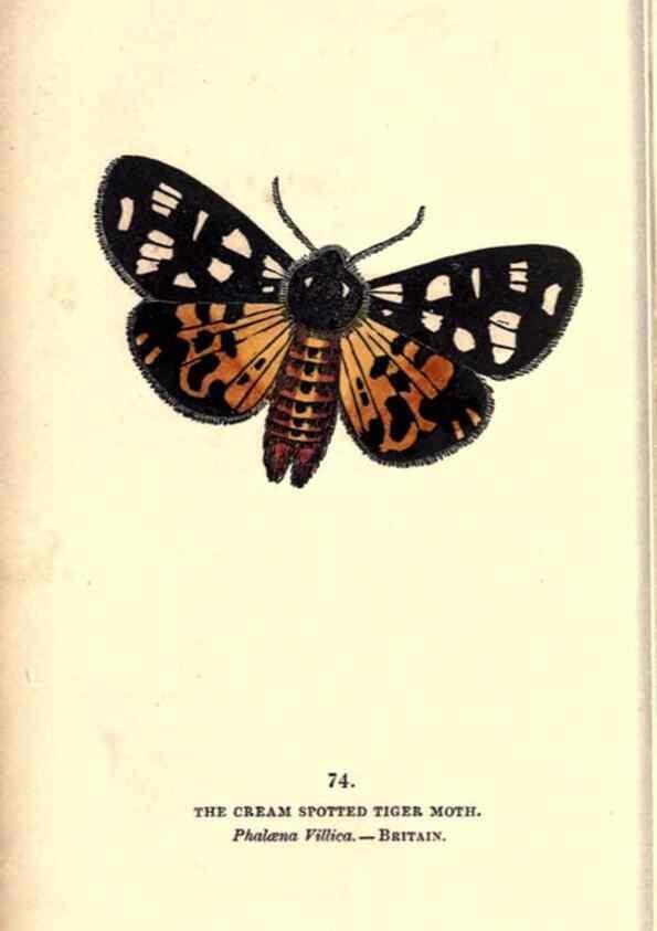 Reproducción/Reproduction 8717745374: The book of butterflies, sphinxes and moths;. London,Whittaker,1832-34.