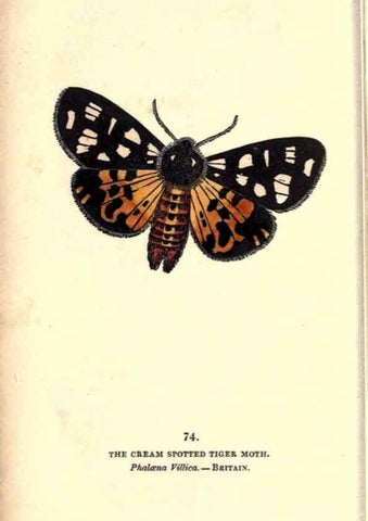 Reproducción/Reproduction 8717745374: The book of butterflies, sphinxes and moths;. London,Whittaker,1832-34.