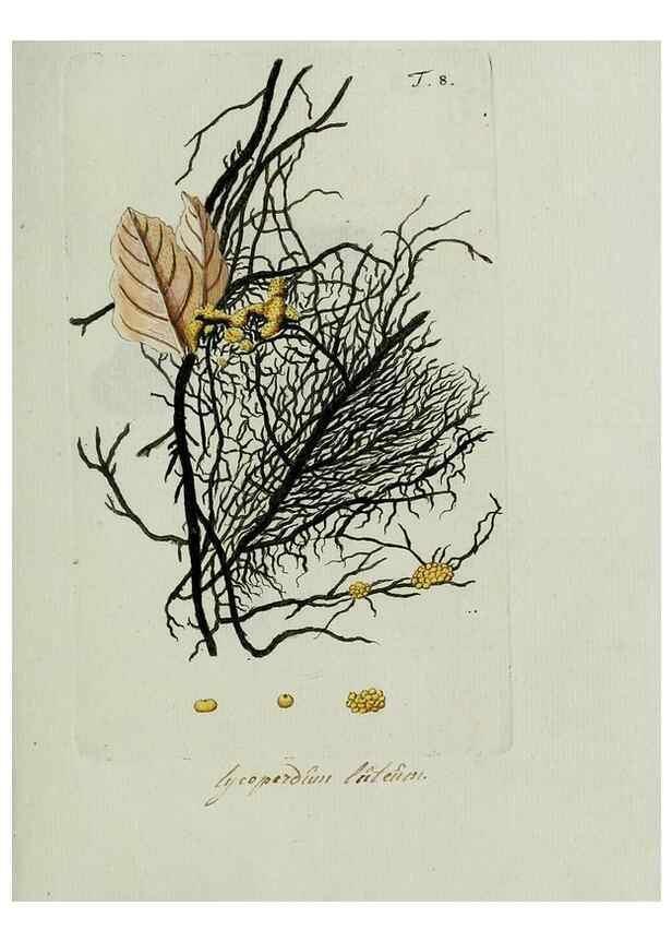 Reproducción/Reproduction 8719808075: Nicolai Josephi Jacquin Miscellanea austriaca ad botanicam, chemiam, et historiam naturalem spectantia, cum figuris partim coloratis. Vol. I-[II].. VindobonæEx officina Krausiana,1778-1781.