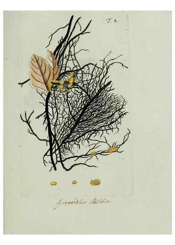 Reproducción/Reproduction 8719808075: Nicolai Josephi Jacquin Miscellanea austriaca ad botanicam, chemiam, et historiam naturalem spectantia, cum figuris partim coloratis. Vol. I-[II].. VindobonæEx officina Krausiana,1778-1781.