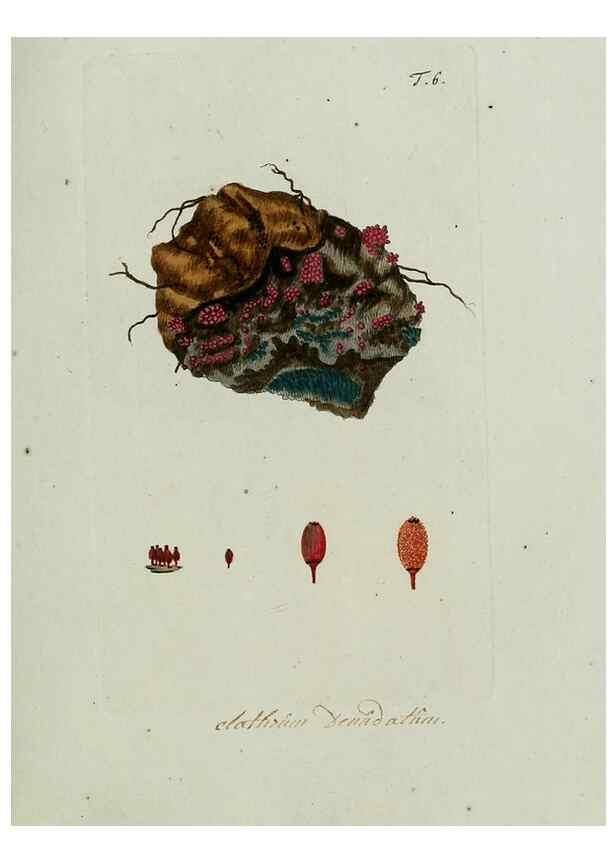 Reproducción/Reproduction 8720931690: Nicolai Josephi Jacquin Miscellanea austriaca ad botanicam, chemiam, et historiam naturalem spectantia, cum figuris partim coloratis. Vol. I-[II].. VindobonæEx officina Krausiana,1778-1781.
