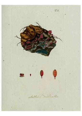 Reproducción/Reproduction 8720931690: Nicolai Josephi Jacquin Miscellanea austriaca ad botanicam, chemiam, et historiam naturalem spectantia, cum figuris partim coloratis. Vol. I-[II].. VindobonæEx officina Krausiana,1778-1781.