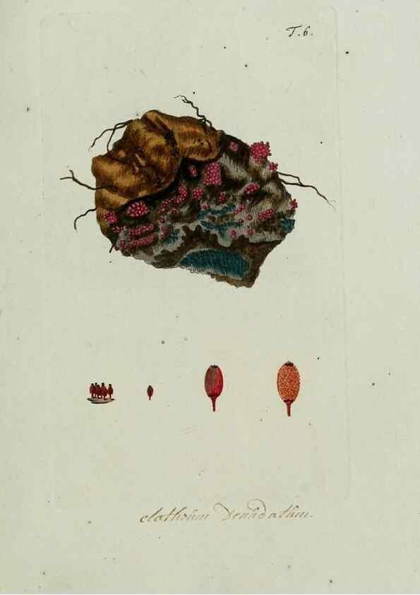 Reproducción/Reproduction 8720931690: Nicolai Josephi Jacquin Miscellanea austriaca ad botanicam, chemiam, et historiam naturalem spectantia, cum figuris partim coloratis. Vol. I-[II].. VindobonæEx officina Krausiana,1778-1781.