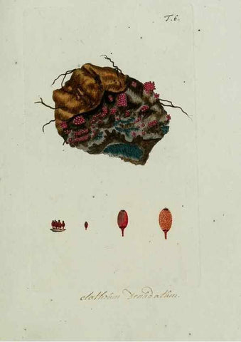 Reproducción/Reproduction 8720931690: Nicolai Josephi Jacquin Miscellanea austriaca ad botanicam, chemiam, et historiam naturalem spectantia, cum figuris partim coloratis. Vol. I-[II].. VindobonæEx officina Krausiana,1778-1781.