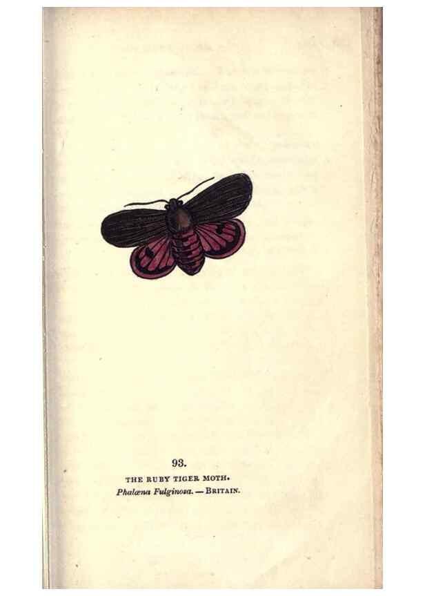 Reproducción/Reproduction 8717755098: The book of butterflies, sphinxes and moths;. London,Whittaker,1832-34.