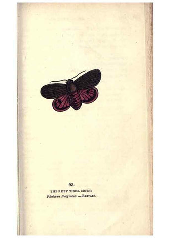 Reproducción/Reproduction 8717755098: The book of butterflies, sphinxes and moths;. London,Whittaker,1832-34.