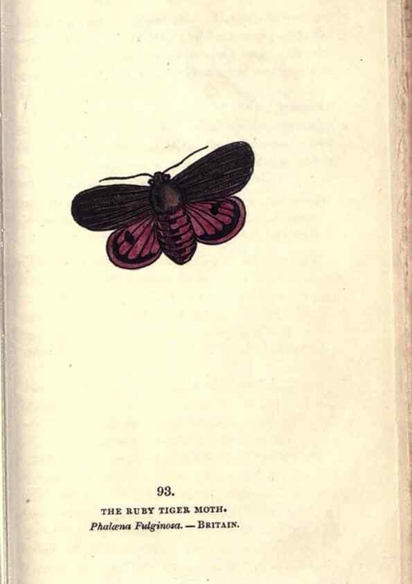 Reproducción/Reproduction 8717755098: The book of butterflies, sphinxes and moths;. London,Whittaker,1832-34.