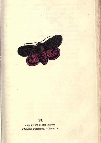 Reproducción/Reproduction 8717755098: The book of butterflies, sphinxes and moths;. London,Whittaker,1832-34.
