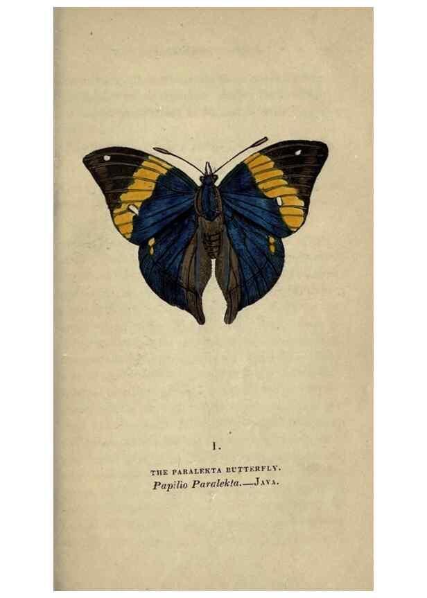 Reproducción/Reproduction 8716650333: The book of butterflies, sphinxes and moths;. London,Whittaker,1832-34.