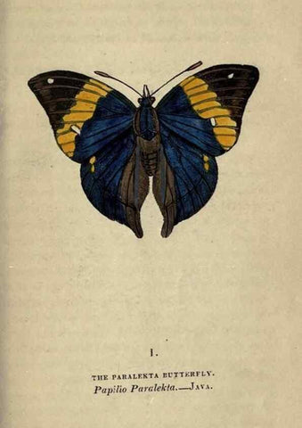 Reproducción/Reproduction 8716650333: The book of butterflies, sphinxes and moths;. London,Whittaker,1832-34.