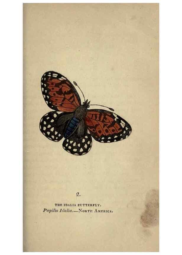 Reproducción/Reproduction 8717769826: The book of butterflies, sphinxes and moths;. London,Whittaker,1832-34.