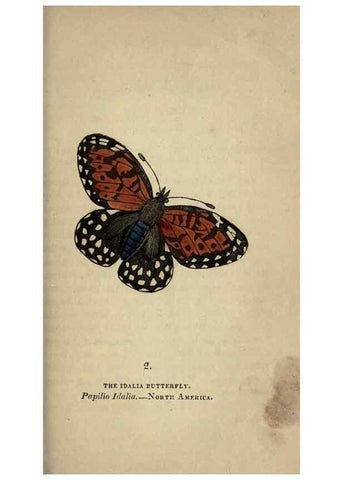 Reproducción/Reproduction 8717769826: The book of butterflies, sphinxes and moths;. London,Whittaker,1832-34.