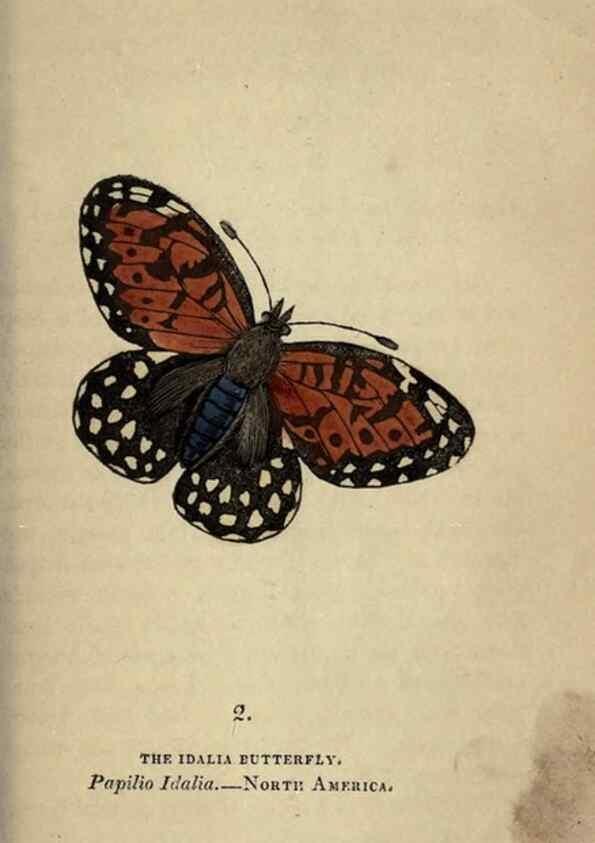 Reproducción/Reproduction 8717769826: The book of butterflies, sphinxes and moths;. London,Whittaker,1832-34.