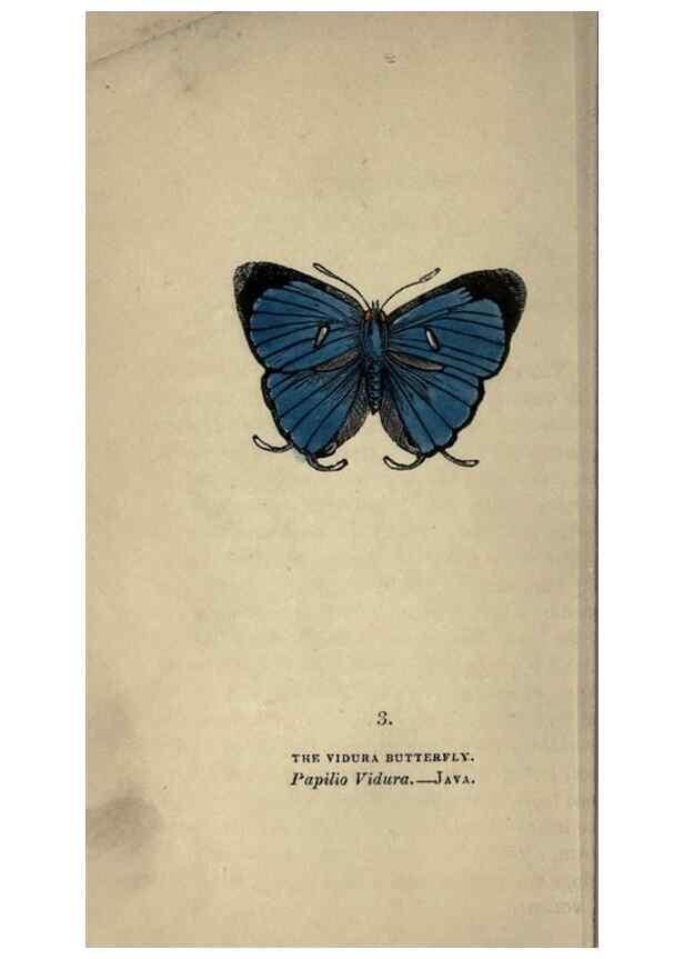 Reproducción/Reproduction 8717770358: The book of butterflies, sphinxes and moths;. London,Whittaker,1832-34.
