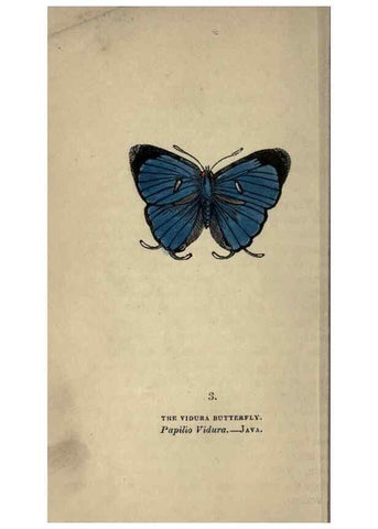 Reproducción/Reproduction 8717770358: The book of butterflies, sphinxes and moths;. London,Whittaker,1832-34.