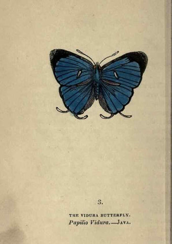 Reproducción/Reproduction 8717770358: The book of butterflies, sphinxes and moths;. London,Whittaker,1832-34.