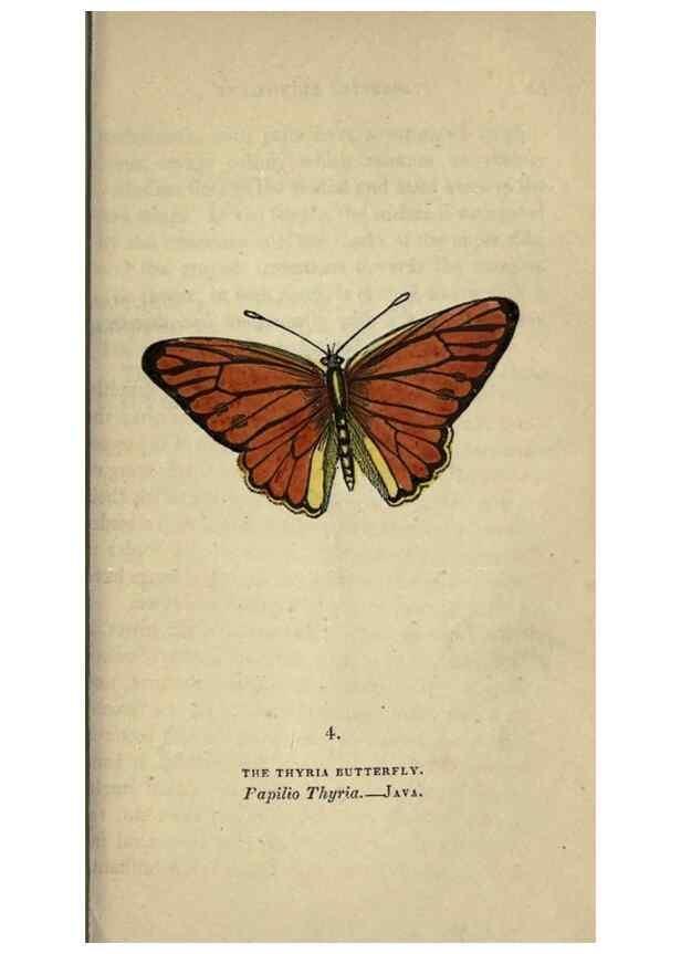 Reproducción/Reproduction 8717770922: The book of butterflies, sphinxes and moths;. London,Whittaker,1832-34.