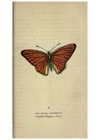 Reproducción/Reproduction 8717770922: The book of butterflies, sphinxes and moths;. London,Whittaker,1832-34.