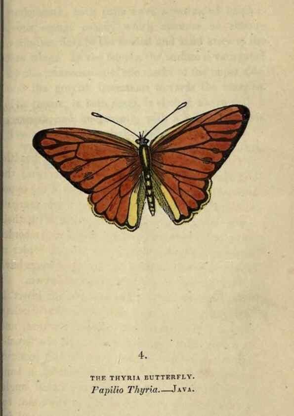 Reproducción/Reproduction 8717770922: The book of butterflies, sphinxes and moths;. London,Whittaker,1832-34.