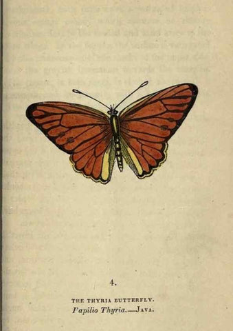 Reproducción/Reproduction 8717770922: The book of butterflies, sphinxes and moths;. London,Whittaker,1832-34.