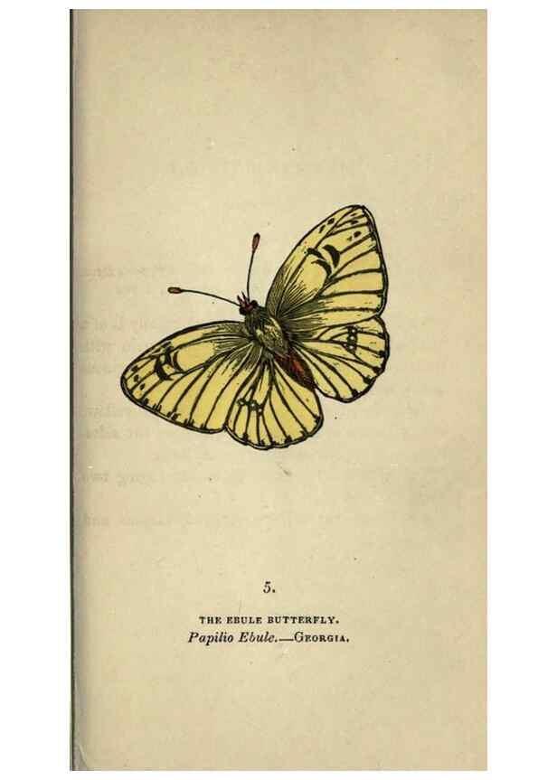 Reproducción/Reproduction 8716652283: The book of butterflies, sphinxes and moths;. London,Whittaker,1832-34.