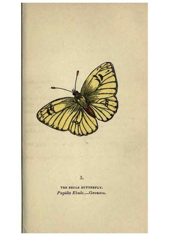 Reproducción/Reproduction 8716652283: The book of butterflies, sphinxes and moths;. London,Whittaker,1832-34.