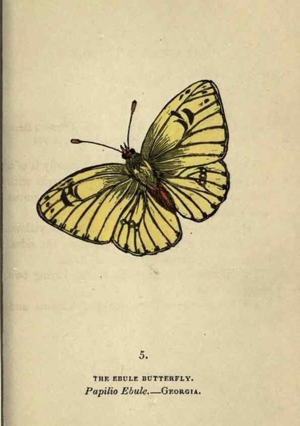 Reproducción/Reproduction 8716652283: The book of butterflies, sphinxes and moths;. London,Whittaker,1832-34.