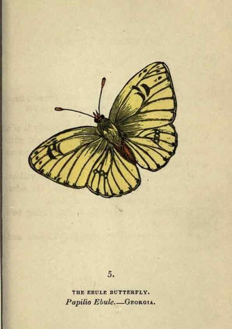 Reproducción/Reproduction 8716652283: The book of butterflies, sphinxes and moths;. London,Whittaker,1832-34.
