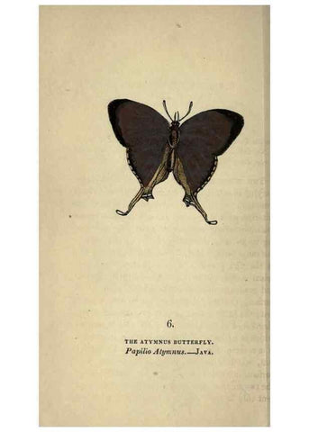 Reproducción/Reproduction 8717771778: The book of butterflies, sphinxes and moths;. London,Whittaker,1832-34.