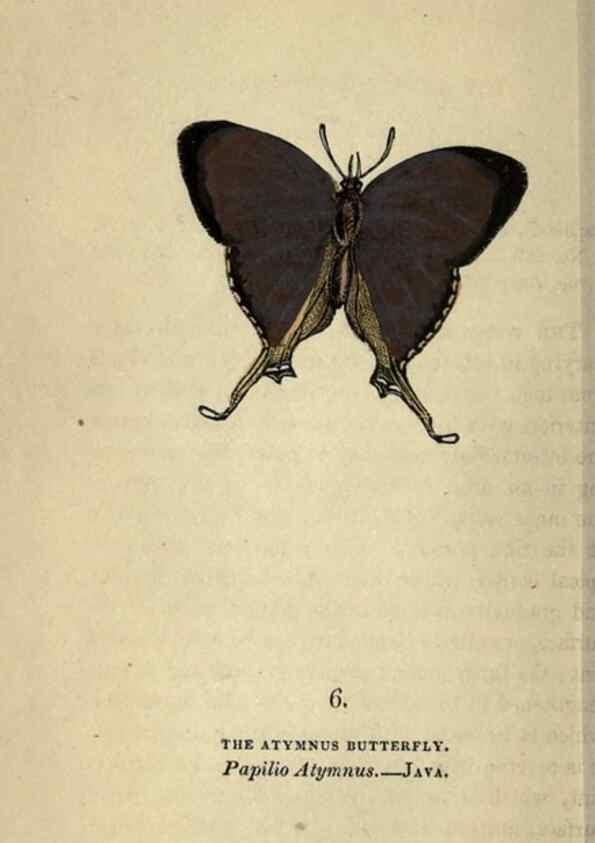 Reproducción/Reproduction 8717771778: The book of butterflies, sphinxes and moths;. London,Whittaker,1832-34.