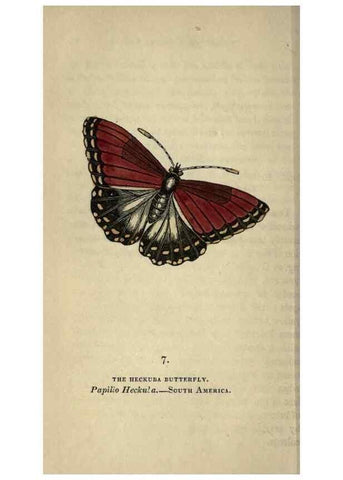 Reproducción/Reproduction 8717772208: The book of butterflies, sphinxes and moths;. London,Whittaker,1832-34.
