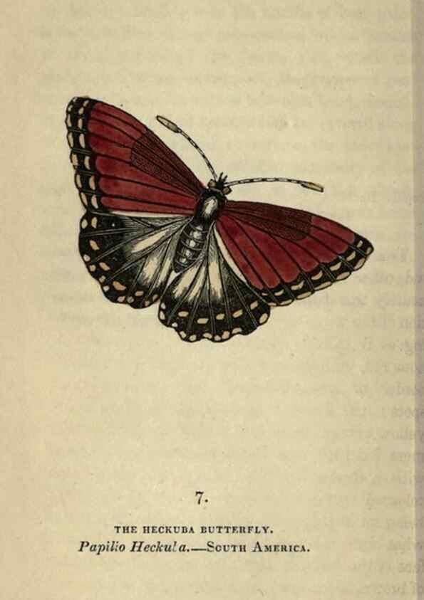 Reproducción/Reproduction 8717772208: The book of butterflies, sphinxes and moths;. London,Whittaker,1832-34.