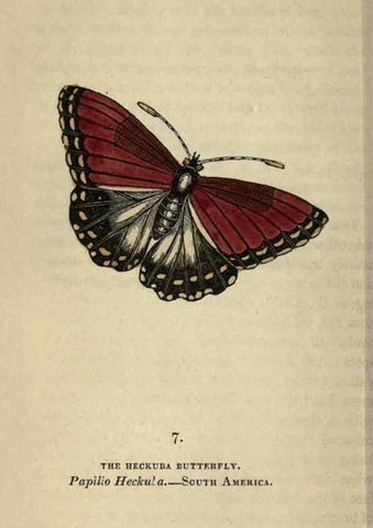 Reproducción/Reproduction 8717772208: The book of butterflies, sphinxes and moths;. London,Whittaker,1832-34.